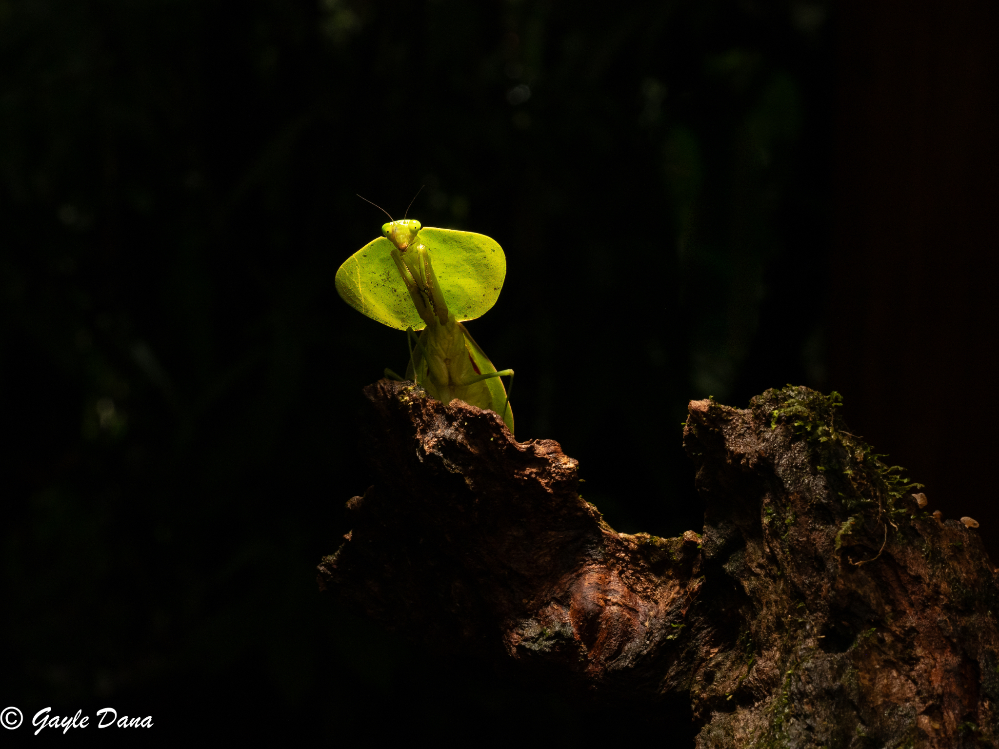 Leaf Mimicking Praying Mantis